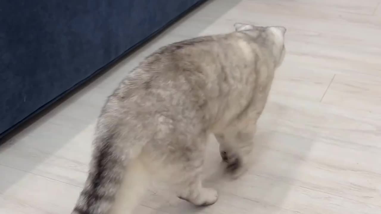 Cat Playing with Mouse