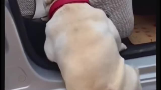 His legs are too short to climb on the car