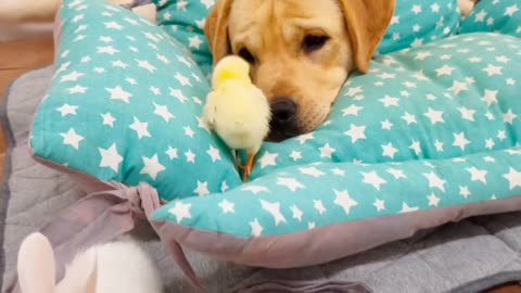 Don't Believe Your Eyes - Watch What Happens When a Labrador, Chick, and Rabbit Meet!