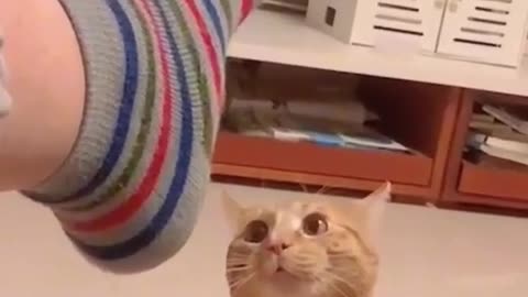 Funny cat play 😂😂