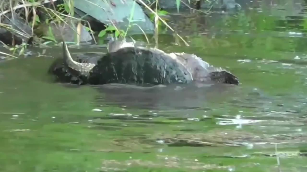 Tortoise's River Ambush: A Surprise Attack Unfolds