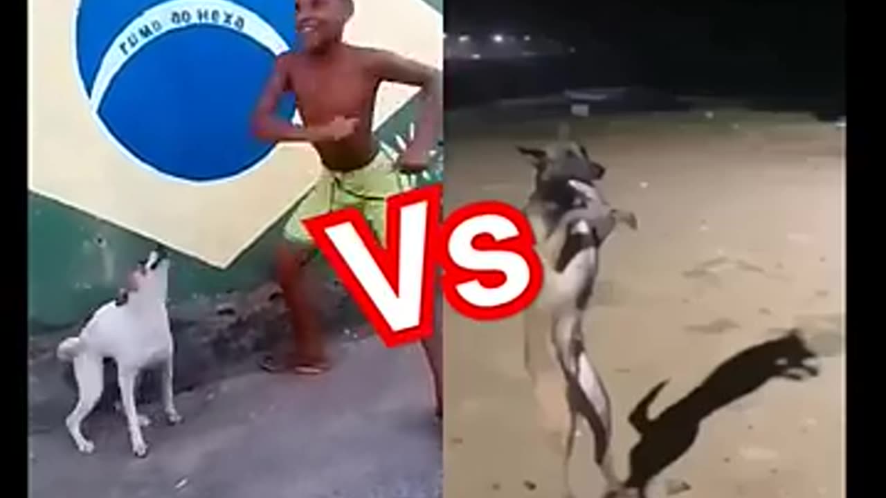 Brazil dog dance vs Indian dog dance😁😁😁😁