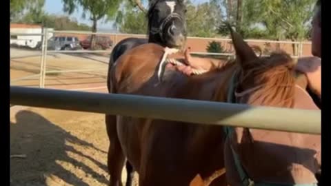 Did you notice the look on the horse's face back there? This is hilarious