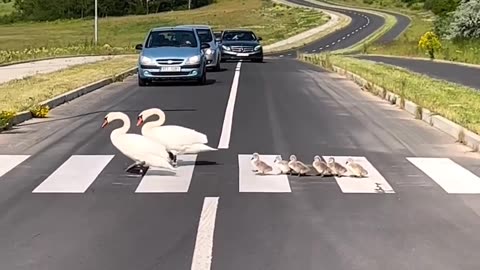 Duck 🦆 and his children with cutest moment on the road