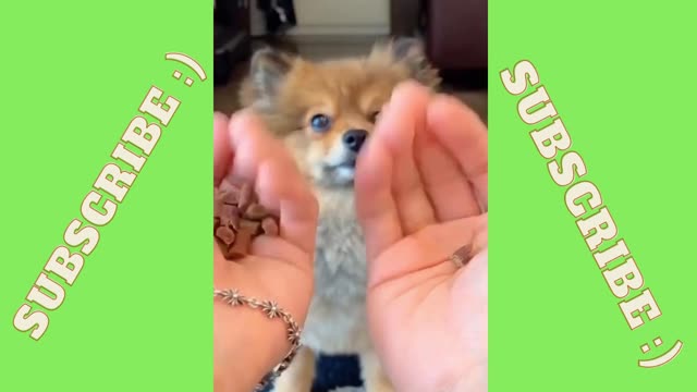 Cute dog is tricked and shocked