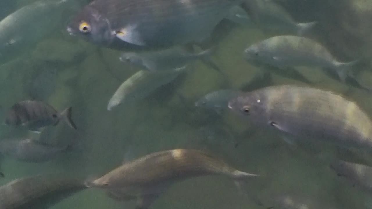 Harbour Fish at Caleta de Fuste in Fuerteventura