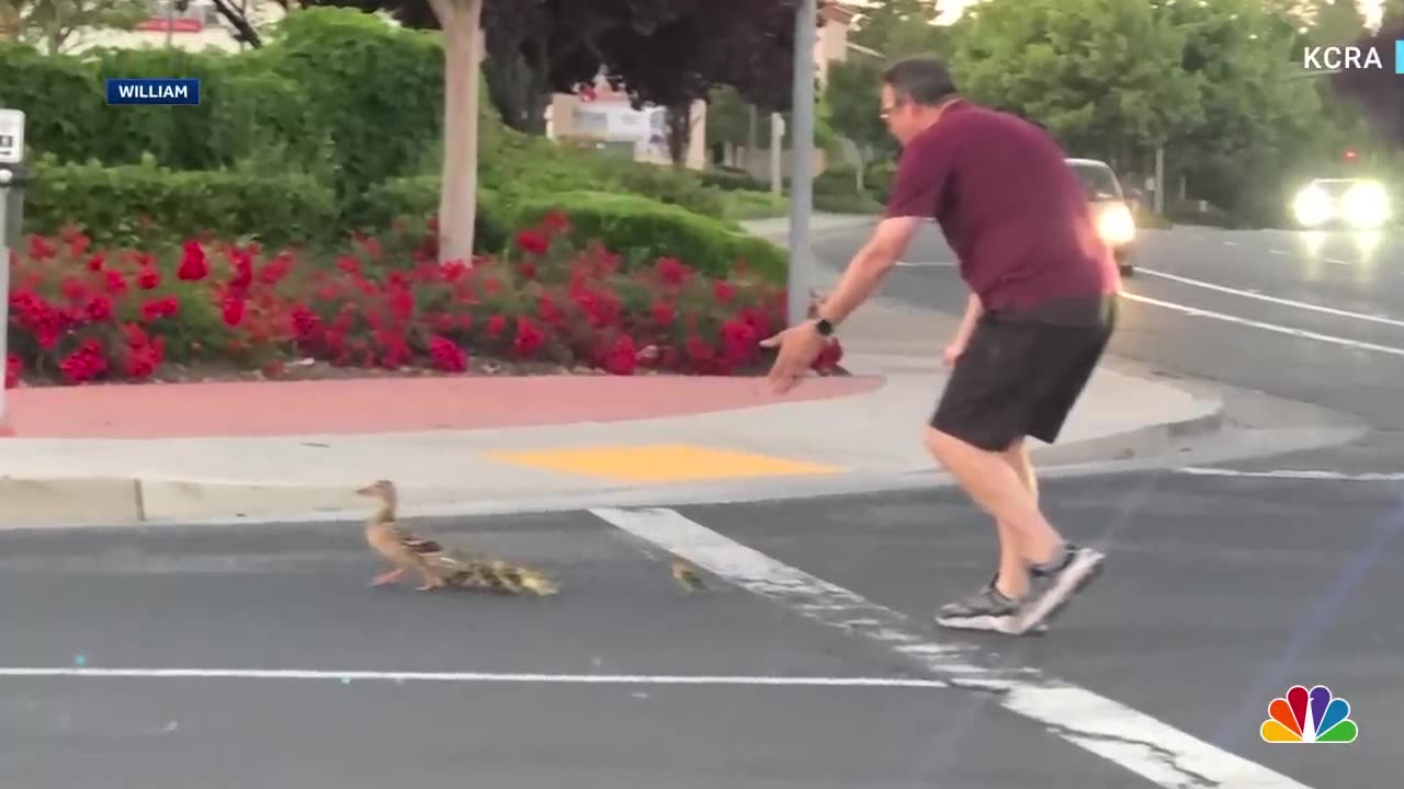 Man killed by car after saving ducks crossing street