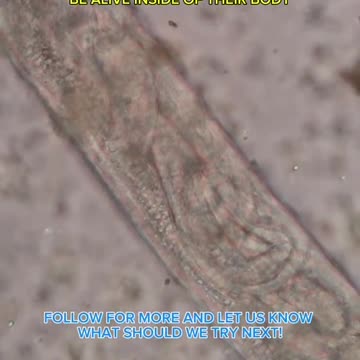 Tumeric vs. Parasites