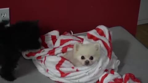 Funniest little dog plays with blanket(360P)