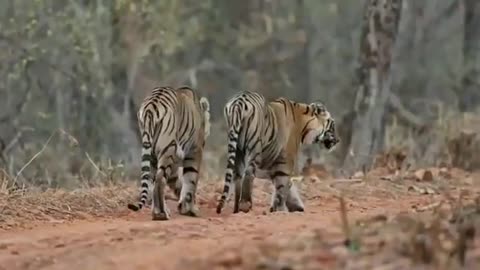 Wildlife