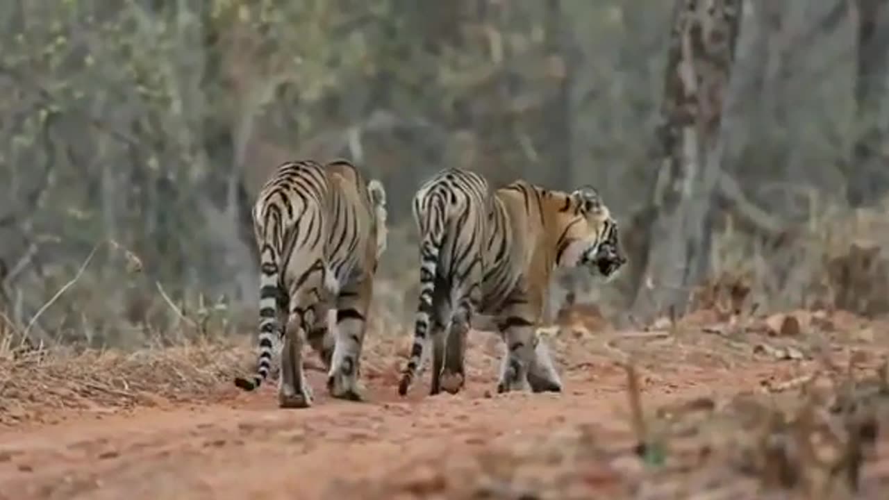 Wildlife