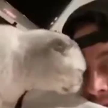 compilation | baby animals 79 | cute animals 79 | kids #shorts