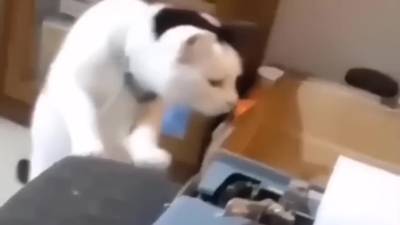 Funniest Animal Moments 🤣