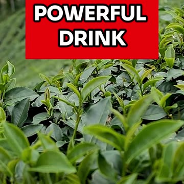 ONLY WEIGHT LOSS DRINK YOU NEED | Health Benefits of Green Tea & How to Drink it
