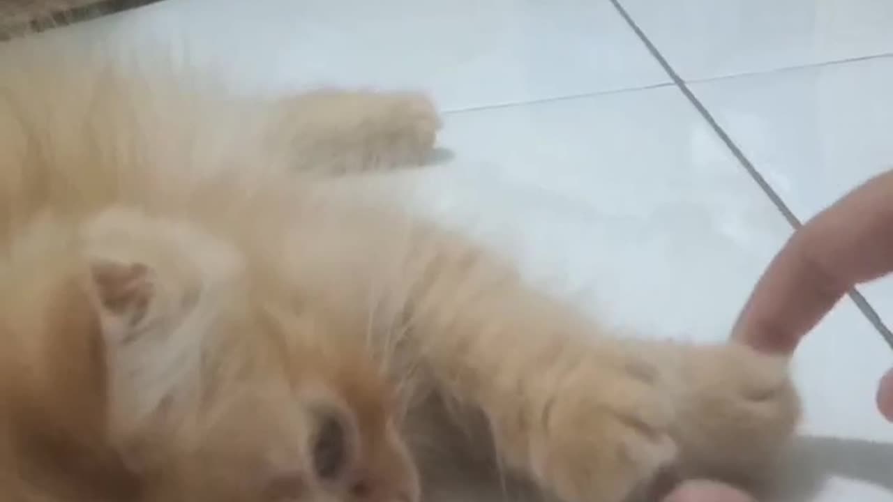 Kucingku sayang