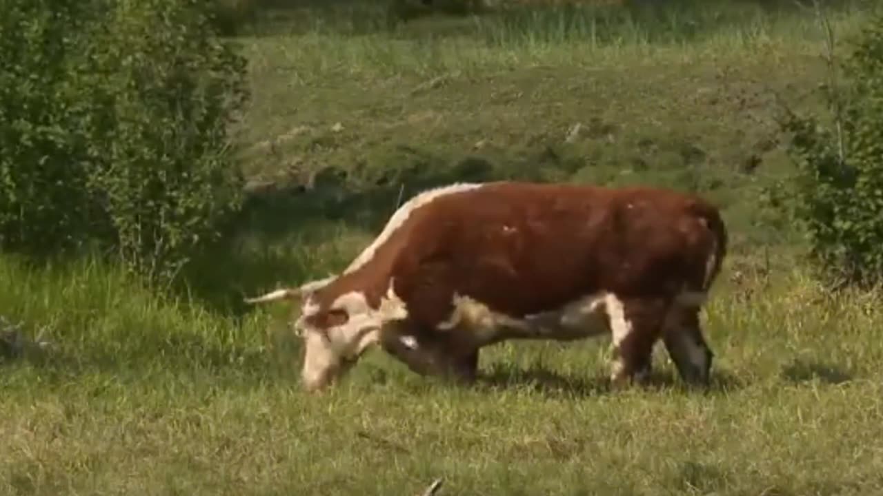 Cows and cattle grazing in beautiful landscapes