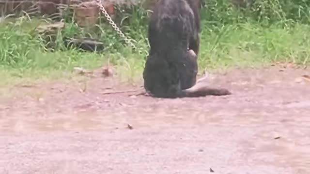The dog sits and waits for the owner to return in the rain