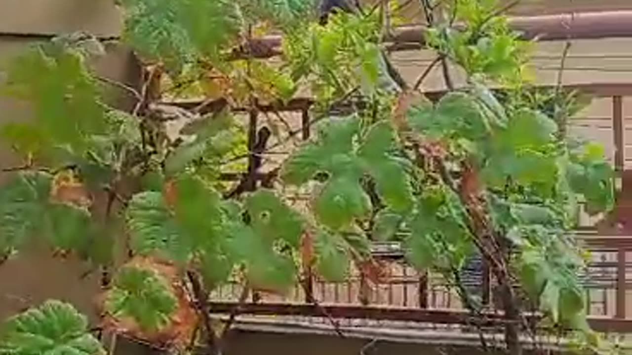 Greenery in my home terrace