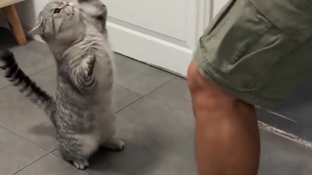 Funny Animal Video #6