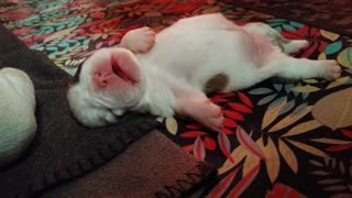 English Bulldog Puppy Dreaming