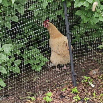 OMC! Something has upset this chicken and her friend plus an angry Starling can be heard!