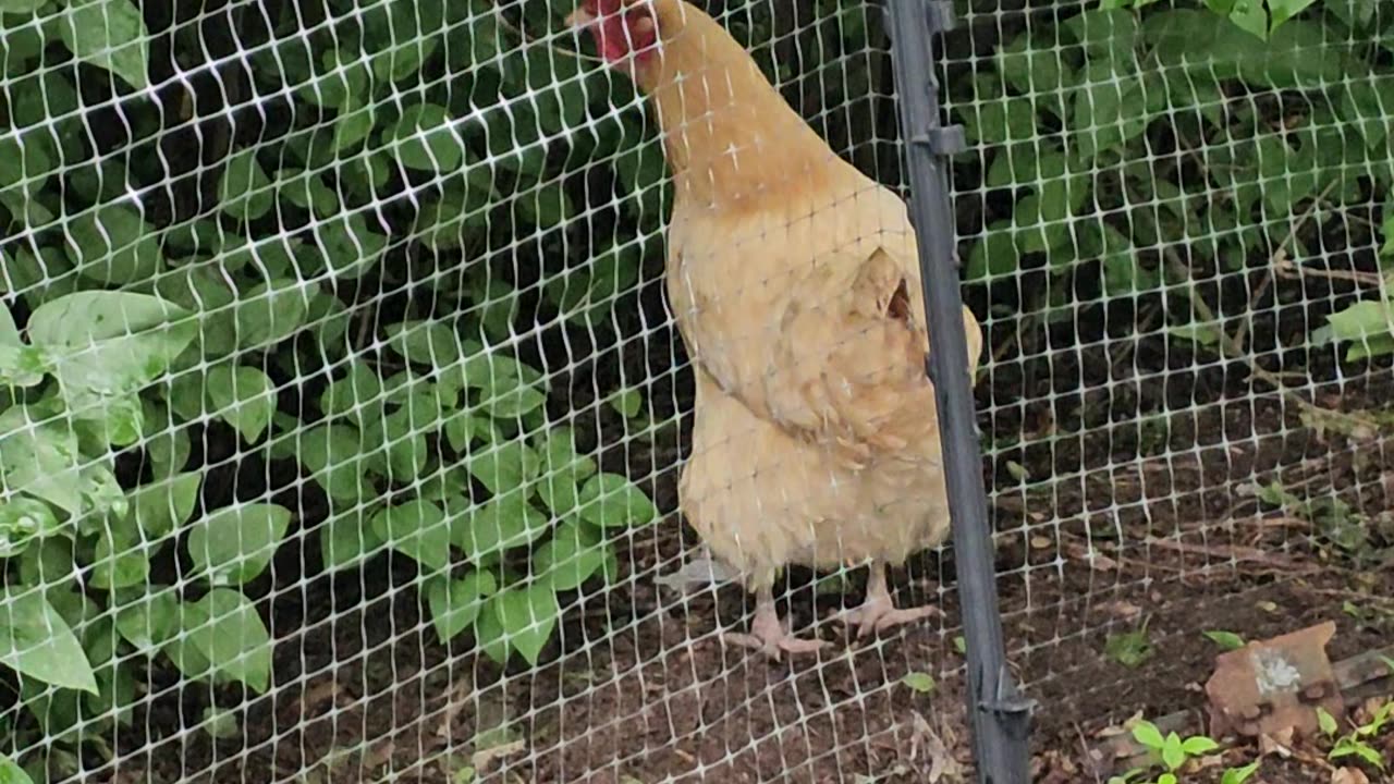 OMC! Something has upset this chicken and her friend plus an angry Starling can be heard!