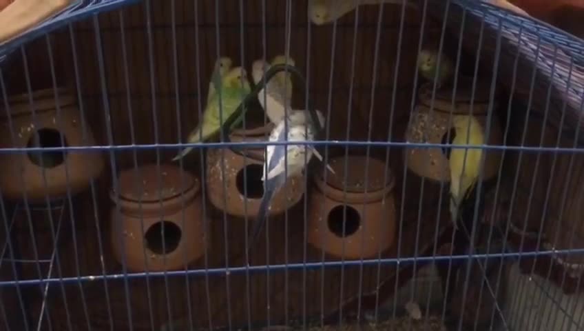 Birds