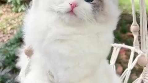 Beautiful Cat