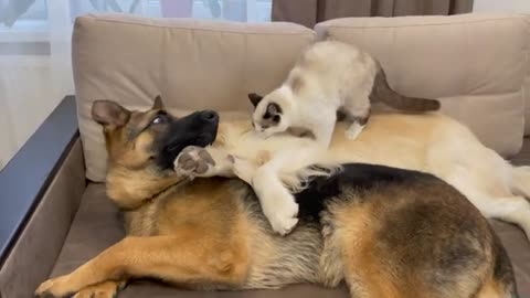 Golden Retriever and German Shepherd Puppy think a Kitten is a Broken Dog!