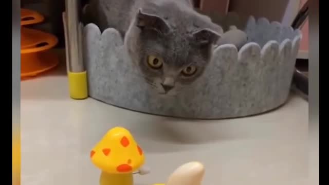 Cat Comedy Video Cat Funny video Part40 #CatShort #CatVideo