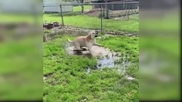 Baby Dogs _ Cute And Funny Dogs Video