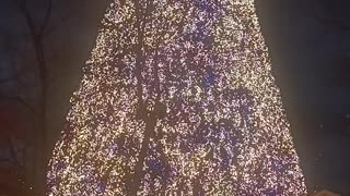 SILVER DOLLAR CITY TREE