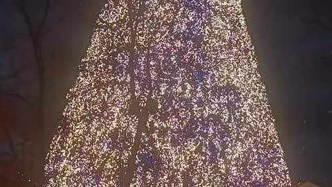 SILVER DOLLAR CITY TREE