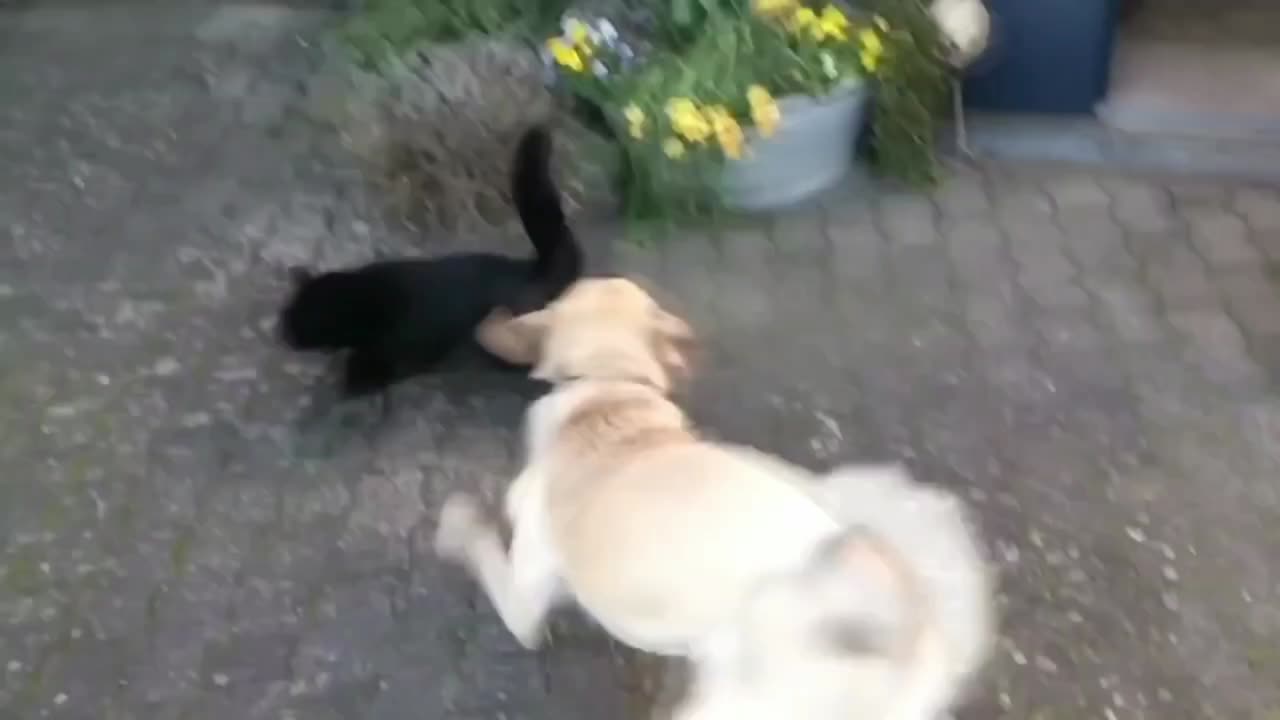Cats angry on dogs cats fight with dogs like aa Bruce lee