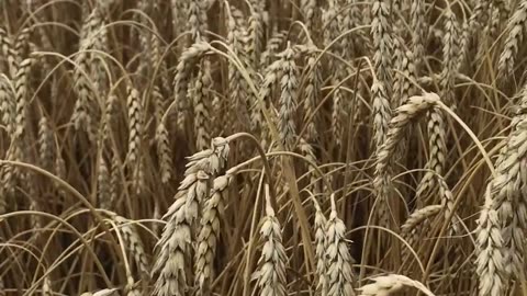 The combine goes through a field of winter wheat