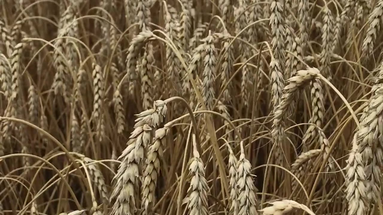 The combine goes through a field of winter wheat