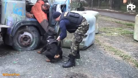 Rottweiler VS pit bull terrier dog pit bull VS Rottweiler real fight