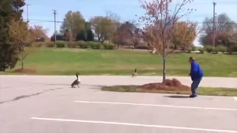 FUNNY ANIMAL VIDEOS