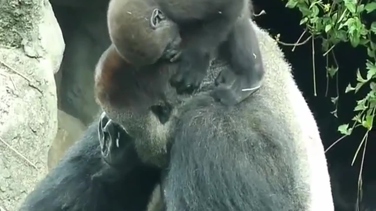 Daddy Gorilla playing with his kid