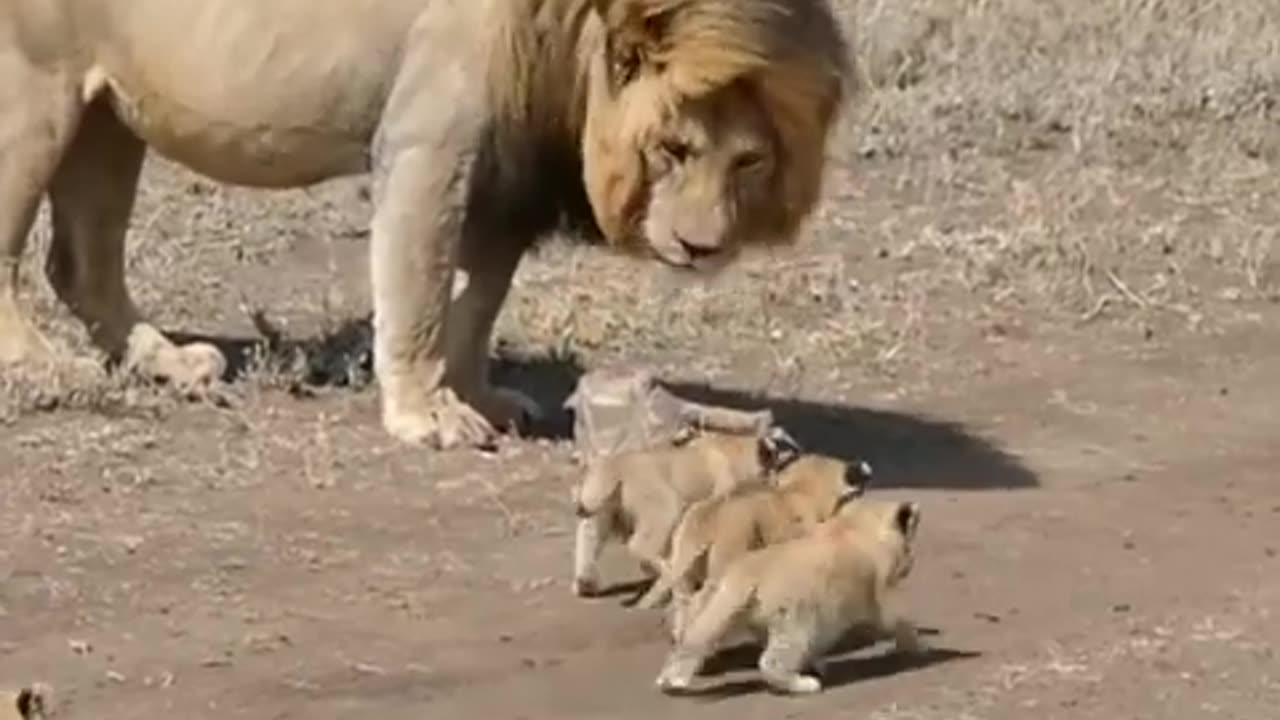 funny baby lions and funny animale viral short 2023