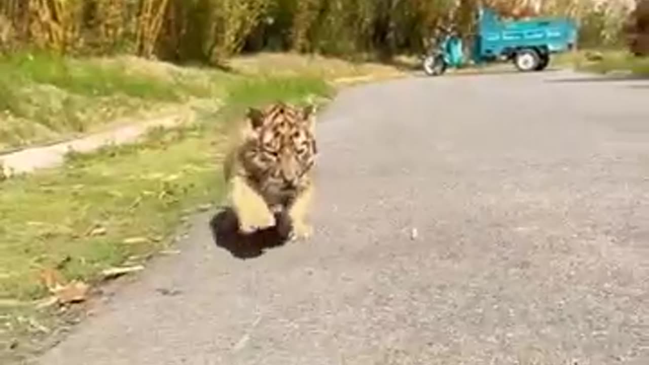 25 Days old Cute Tiger Cubs