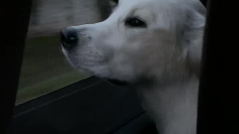 Dog Listening to Yacht Rock on Car Ride!