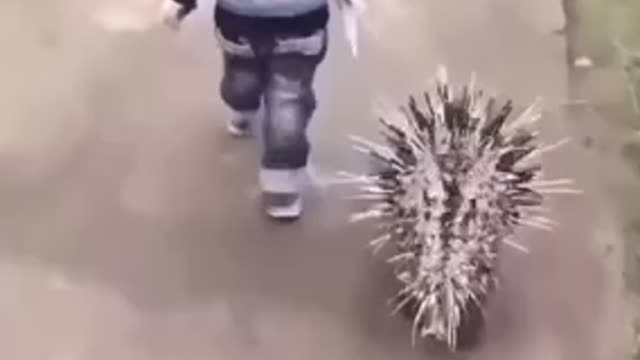 Child gets followed by porcupine 😱