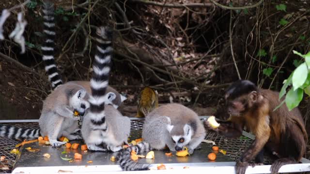 Cute lemurs and monkeys are eating || Cute animal videos