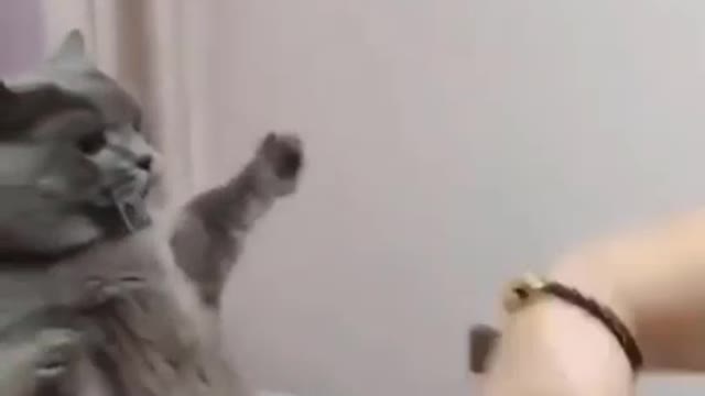 funny cat video, try not to laugh video, funny kitty