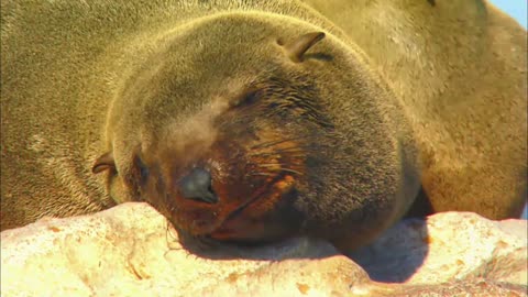 SEAL | Animals For Kids