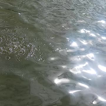 Bluegill kissena lake