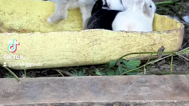 Rabbits playing