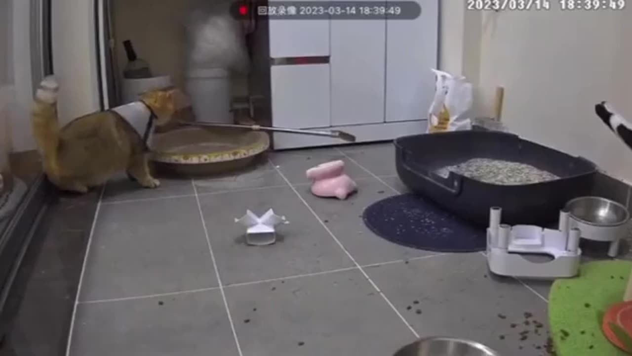 Funny cat