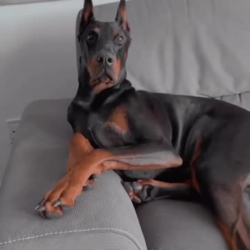 Gentleman Doberman #doglover #ytshorts #doberman #shortsindia #viral #dog Quality 4K 2023